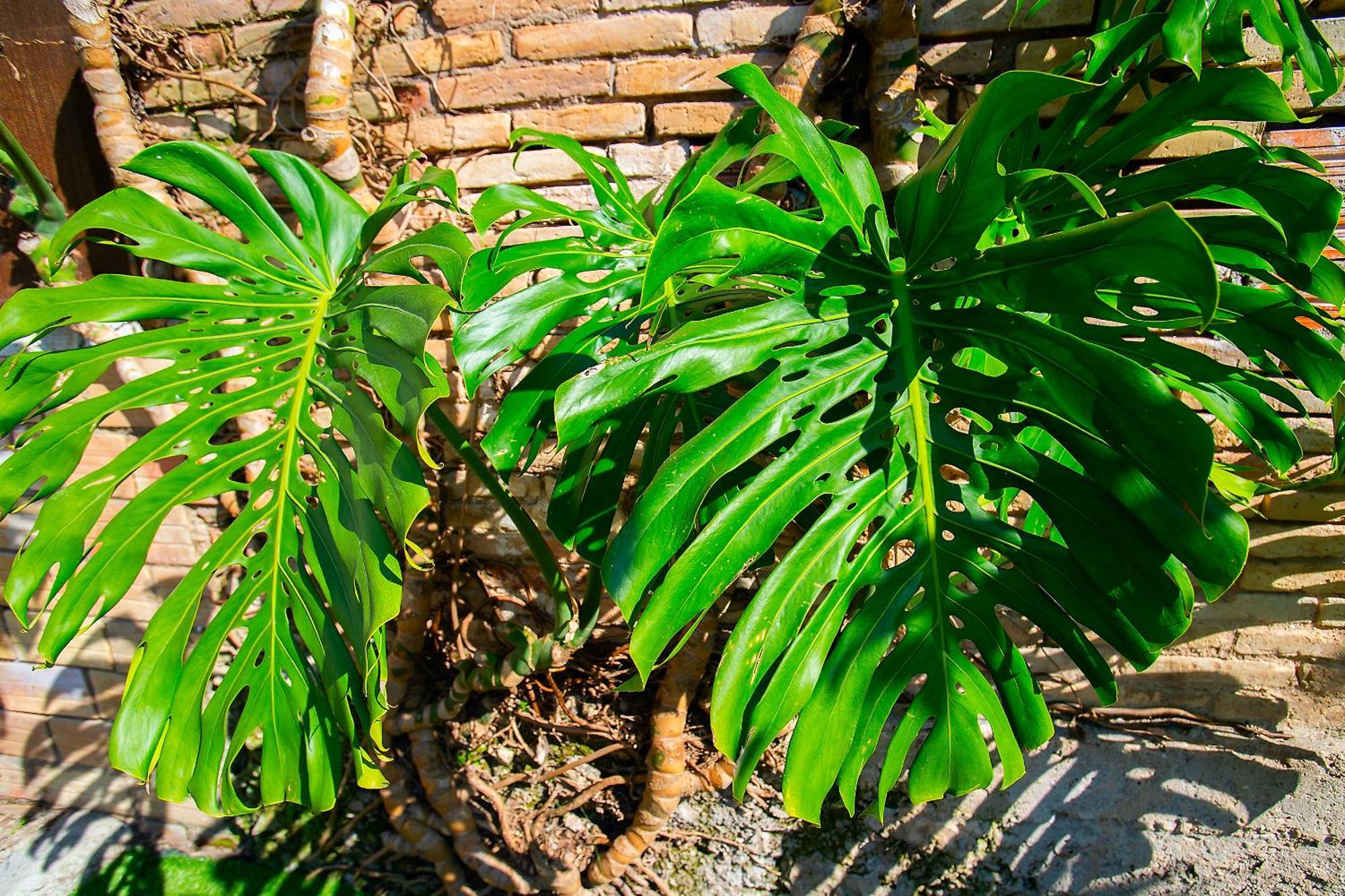 Lo Jardi De Benifallet Exterior photo
